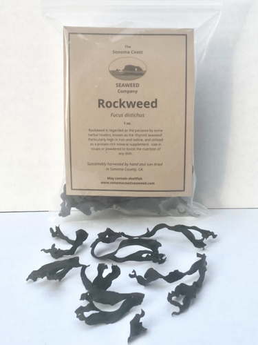Picture of The Sonoma Coast-Rockweed Seaweed-